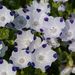 20080427_hitachikaihinkoen_0131